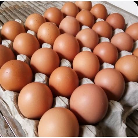 daftar harga telur ayam sebagai berikut